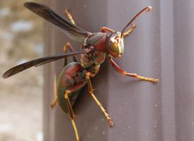 Polistes metricus Polistes metricus